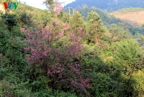 Spring flowers blossoming in northwestern region  - ảnh 3